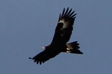 Birds Wedge Tailed Eagle
