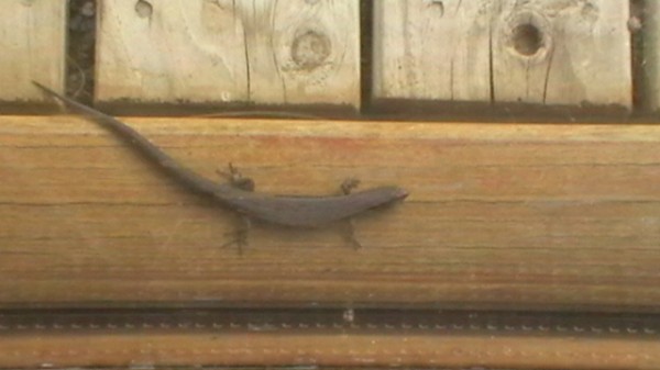 Critter 04 Gecko